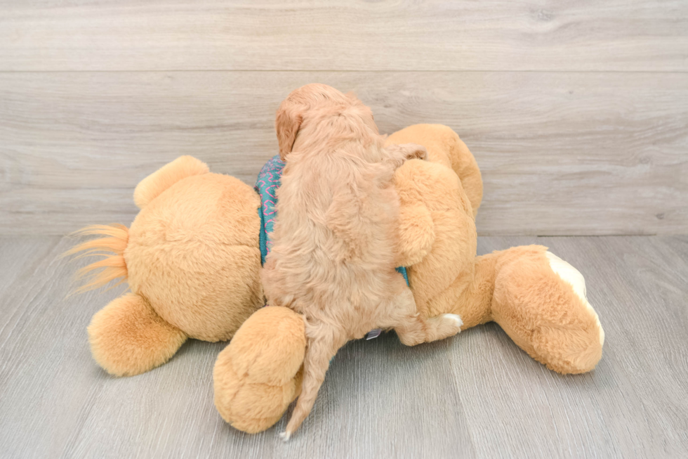 Petite Cavapoo Poodle Mix Pup