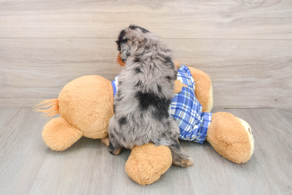Cavapoo Pup Being Cute