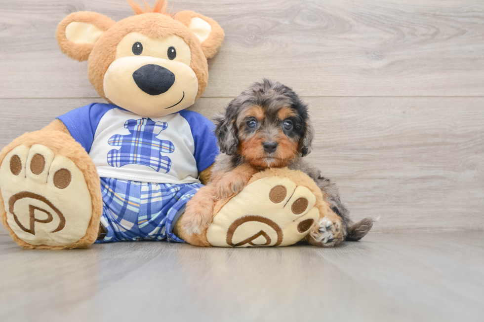 Cavapoo Pup Being Cute