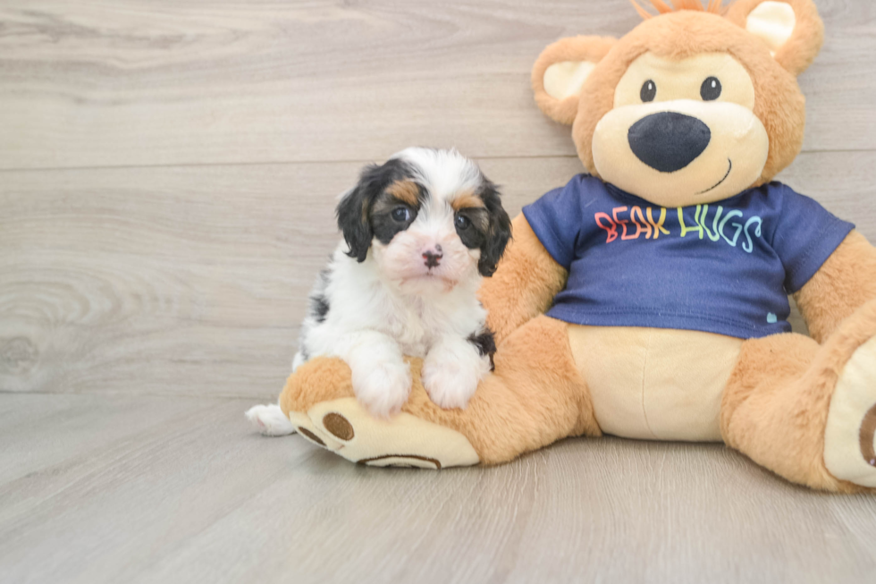 Fluffy Cavapoo Poodle Mix Pup