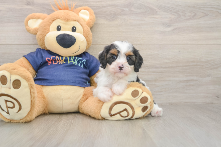 Best Cavapoo Baby