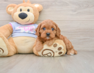 8 week old Cavapoo Puppy For Sale - Lone Star Pups