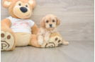 Small Cavapoo Baby
