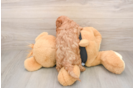 Cavapoo Puppy for Adoption