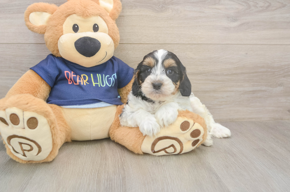 6 week old Cavapoo Puppy For Sale - Lone Star Pups