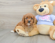 8 week old Cavapoo Puppy For Sale - Lone Star Pups