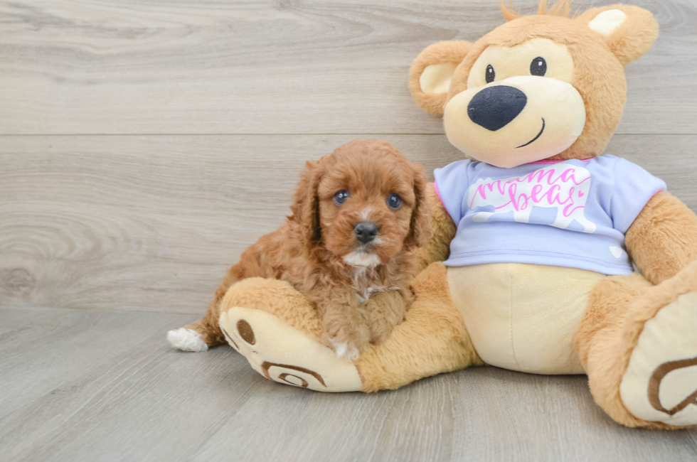 7 week old Cavapoo Puppy For Sale - Lone Star Pups