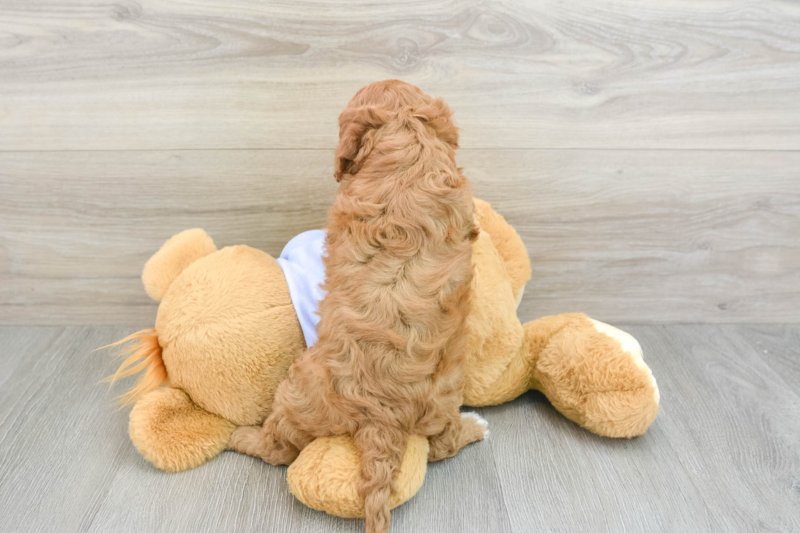 Meet Nellie - our Cavapoo Puppy Photo 2/3 - Lone Star Pups