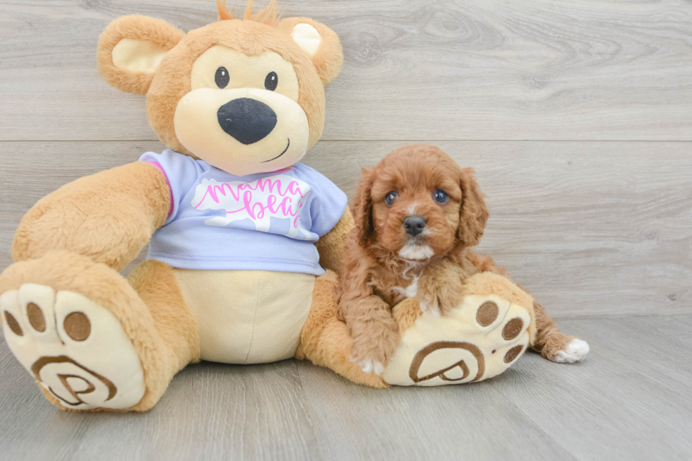 Cavapoo Pup Being Cute