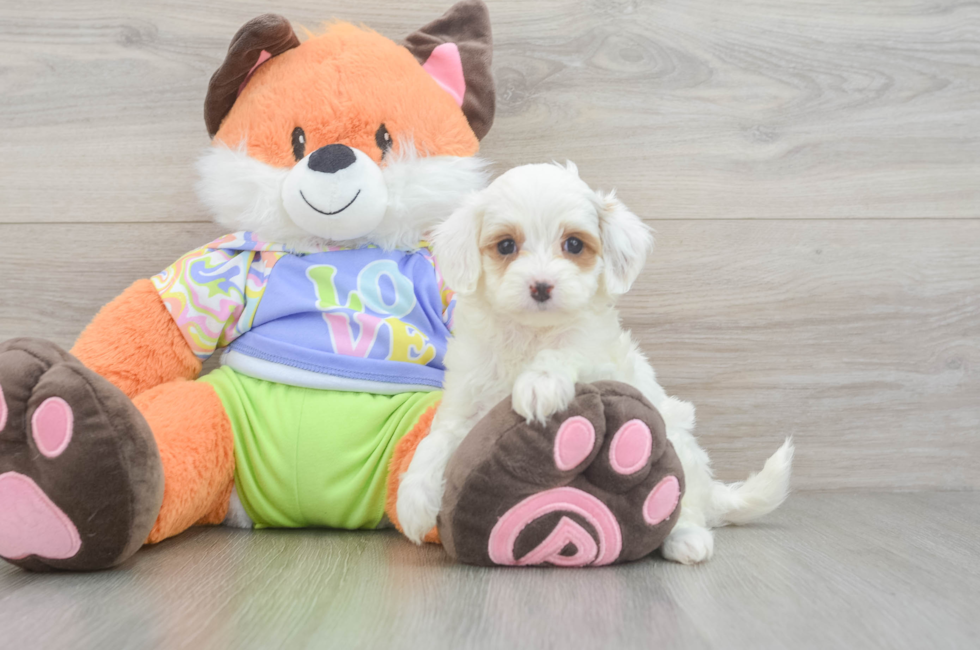 6 week old Cavapoo Puppy For Sale - Lone Star Pups