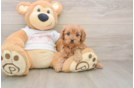 Popular Cavapoo Poodle Mix Pup