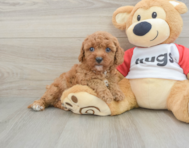 7 week old Cavapoo Puppy For Sale - Lone Star Pups