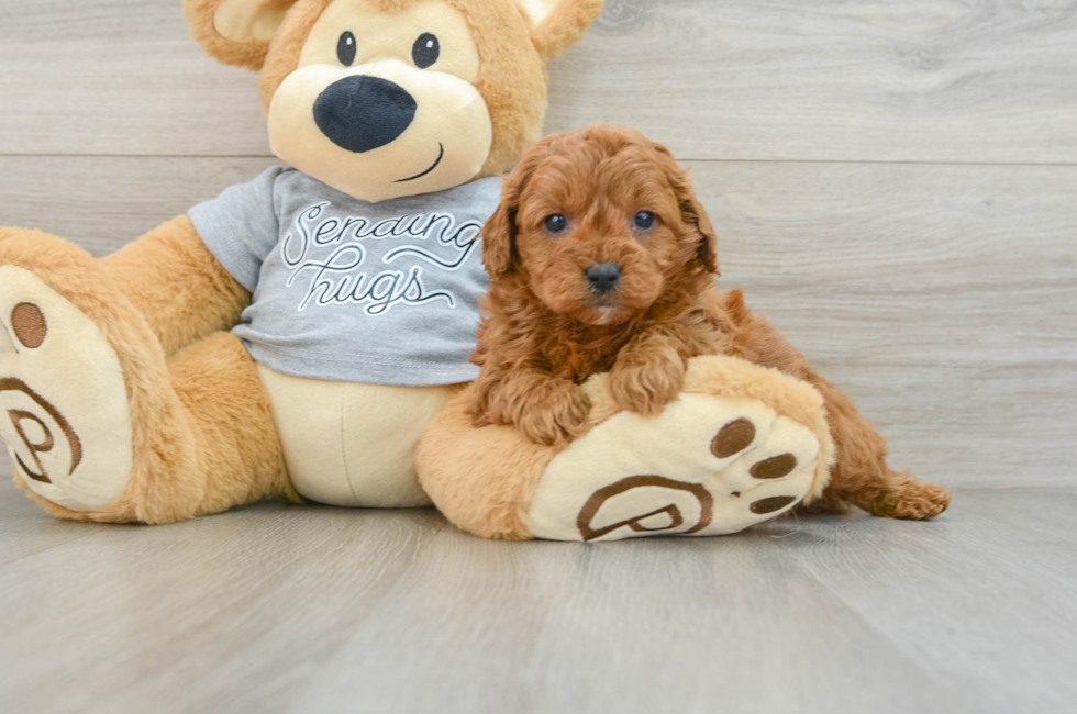 6 week old Cavapoo Puppy For Sale - Lone Star Pups