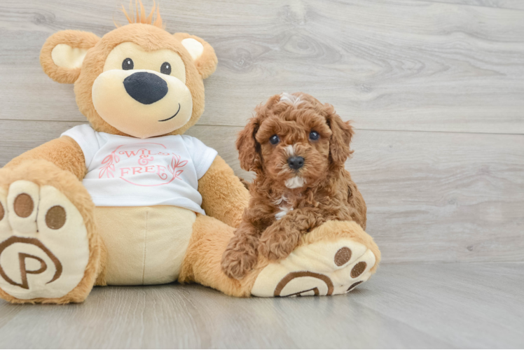Fluffy Cavapoo Poodle Mix Pup