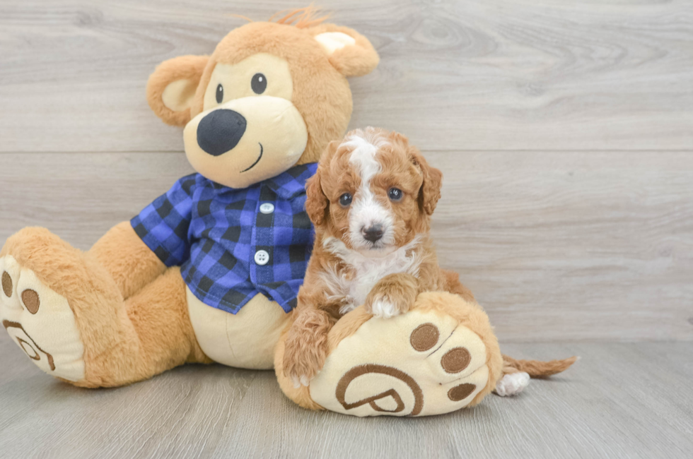 5 week old Cavapoo Puppy For Sale - Lone Star Pups