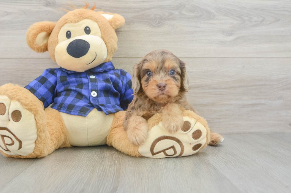 6 week old Cavapoo Puppy For Sale - Lone Star Pups