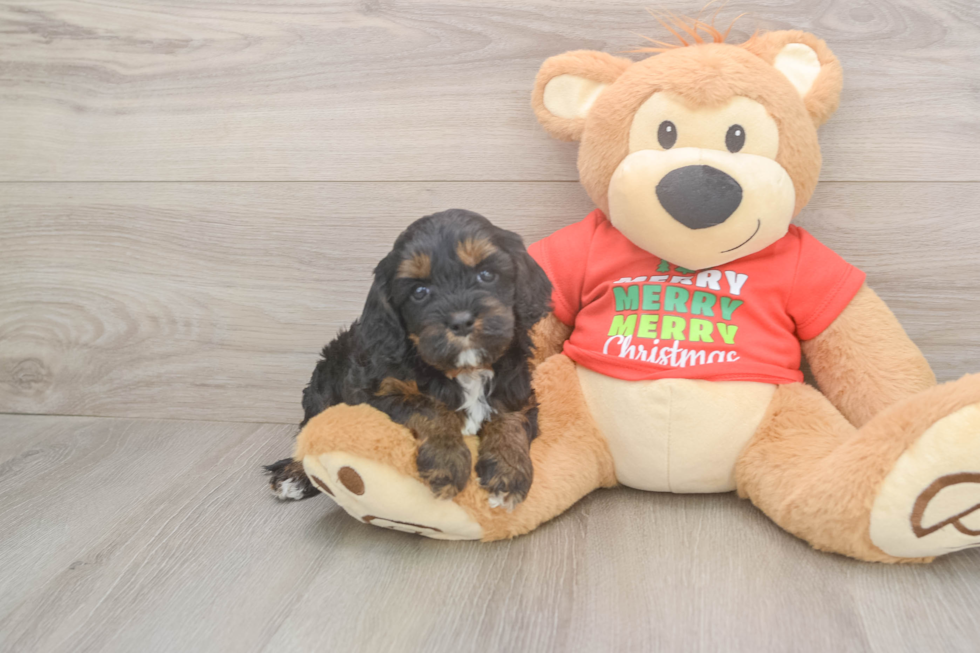 Fluffy Cavapoo Poodle Mix Pup