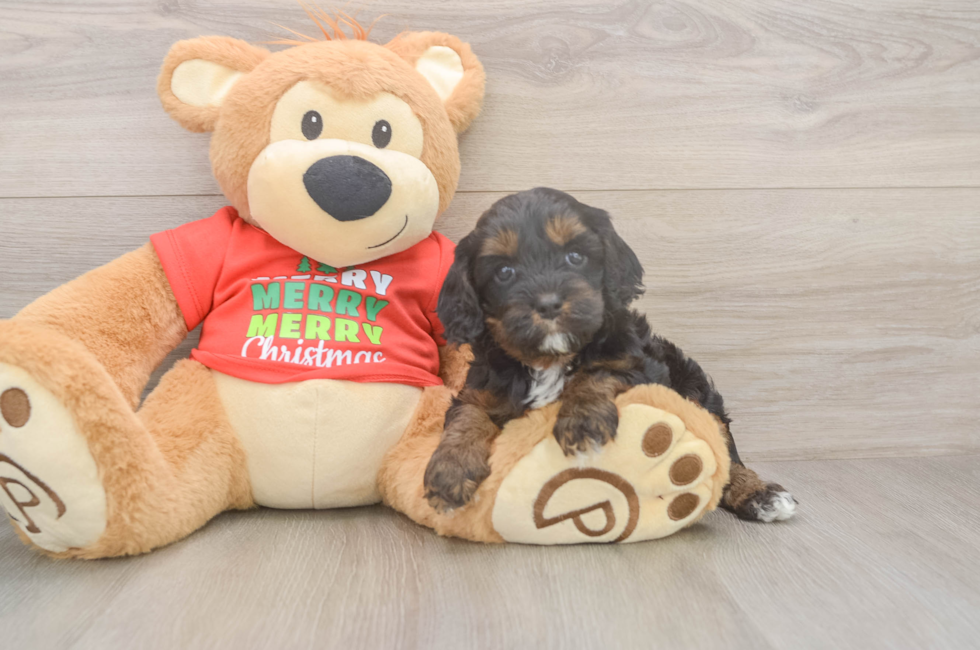 5 week old Cavapoo Puppy For Sale - Lone Star Pups