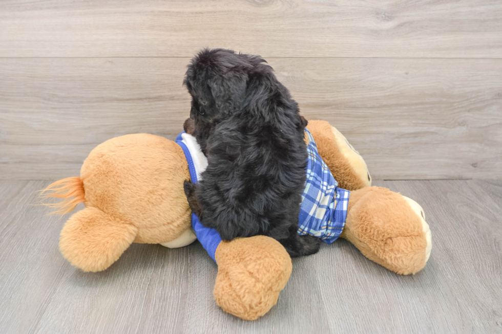 Cavapoo Puppy for Adoption