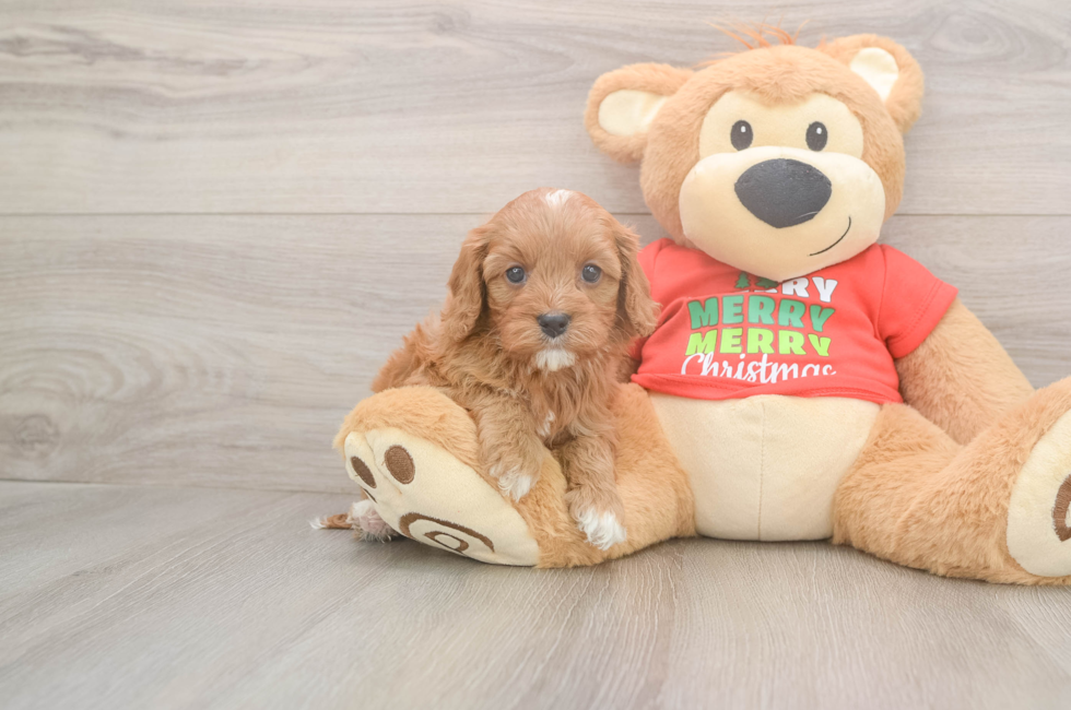 5 week old Cavapoo Puppy For Sale - Lone Star Pups