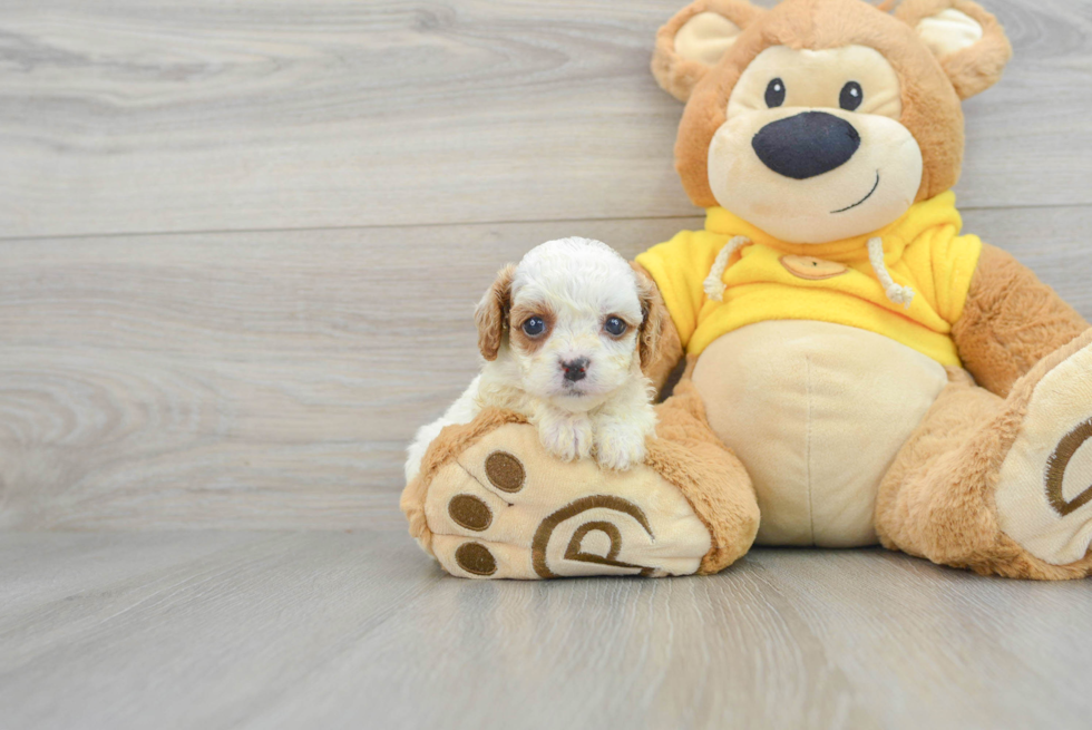 Cavapoo Pup Being Cute