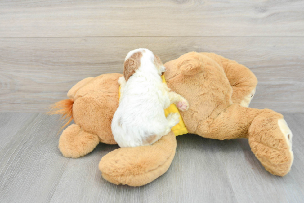 Cavapoo Puppy for Adoption