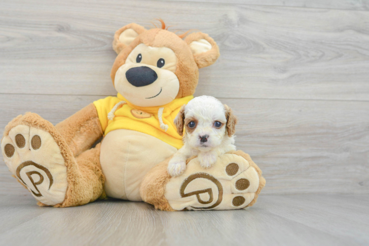 Funny Cavapoo Poodle Mix Pup