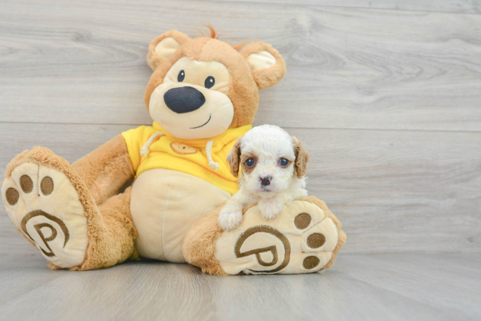 Funny Cavapoo Poodle Mix Pup