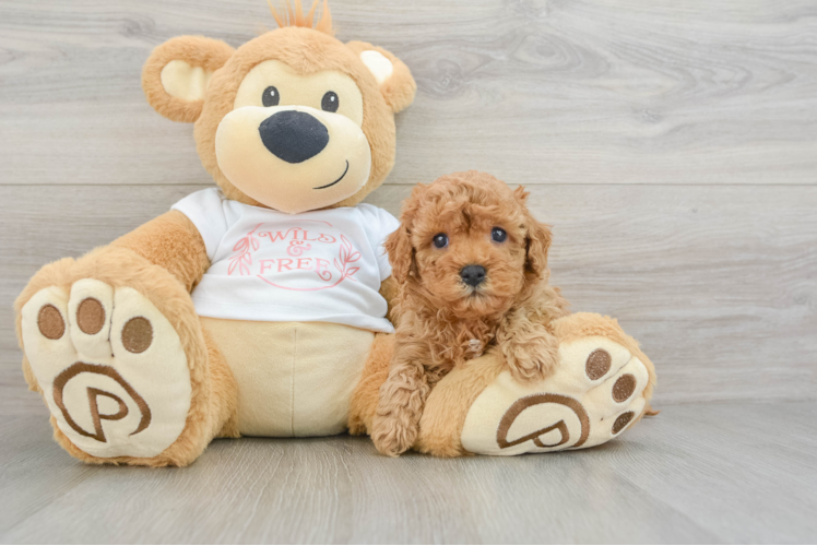 Best Cavapoo Baby