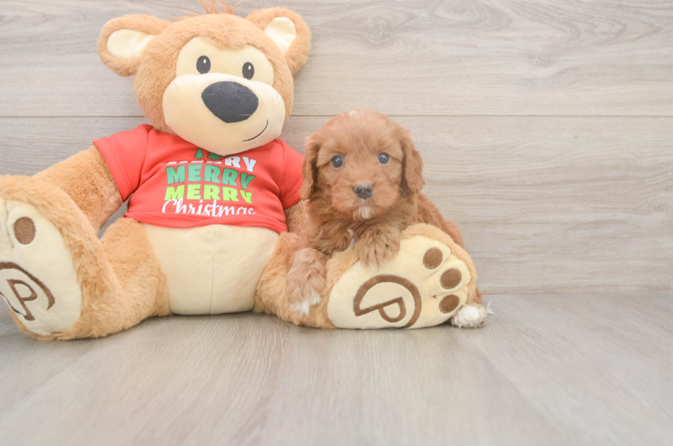 5 week old Cavapoo Puppy For Sale - Lone Star Pups