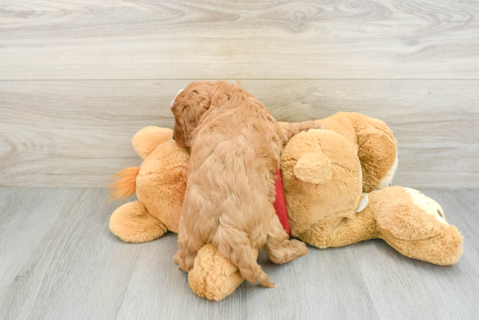 Energetic Cavoodle Poodle Mix Puppy