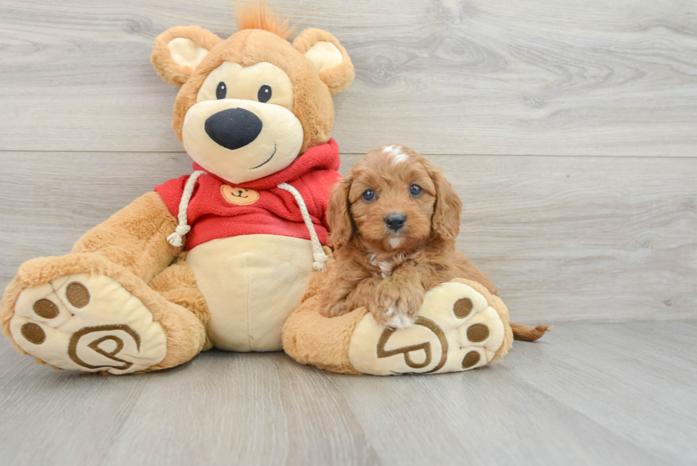 Petite Cavapoo Poodle Mix Pup