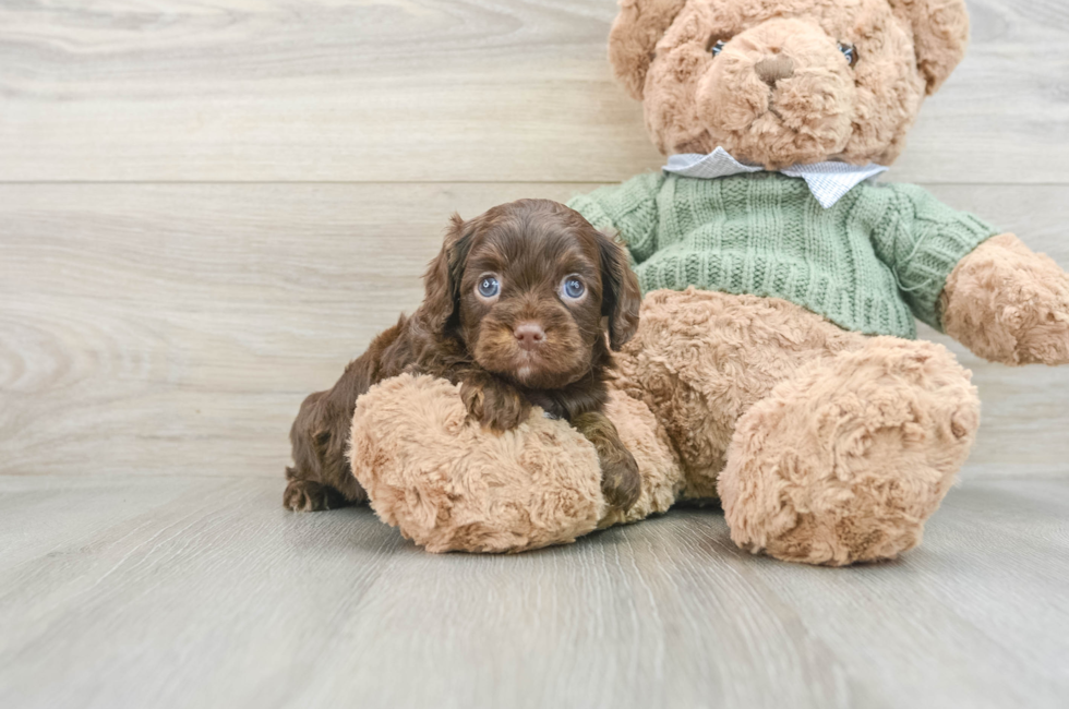 6 week old Cavapoo Puppy For Sale - Lone Star Pups