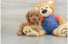 Cavapoo Puppy for Adoption