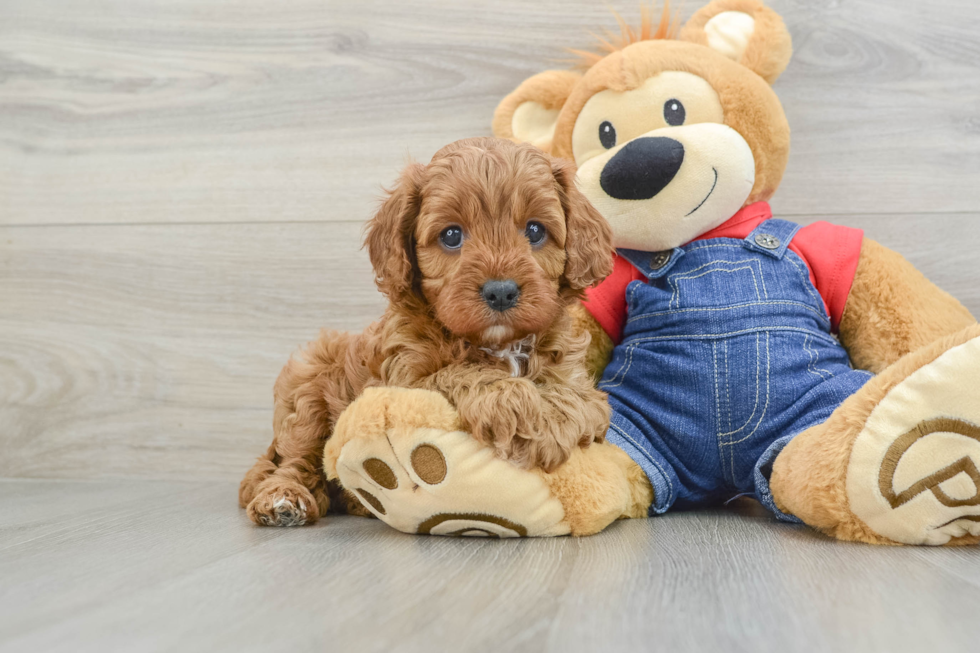 Cavapoo Puppy for Adoption