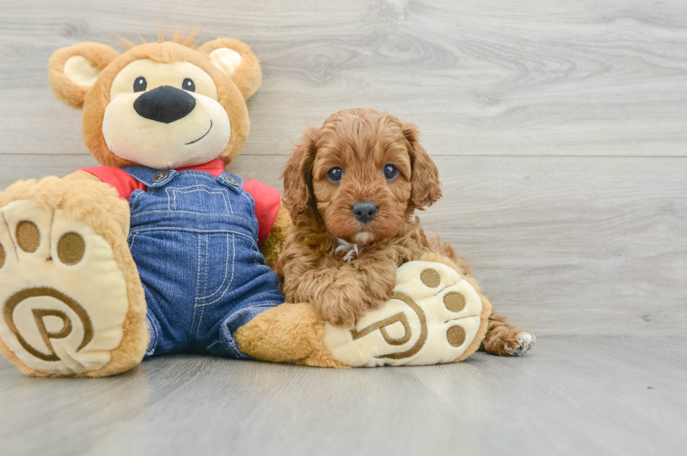 6 week old Cavapoo Puppy For Sale - Lone Star Pups