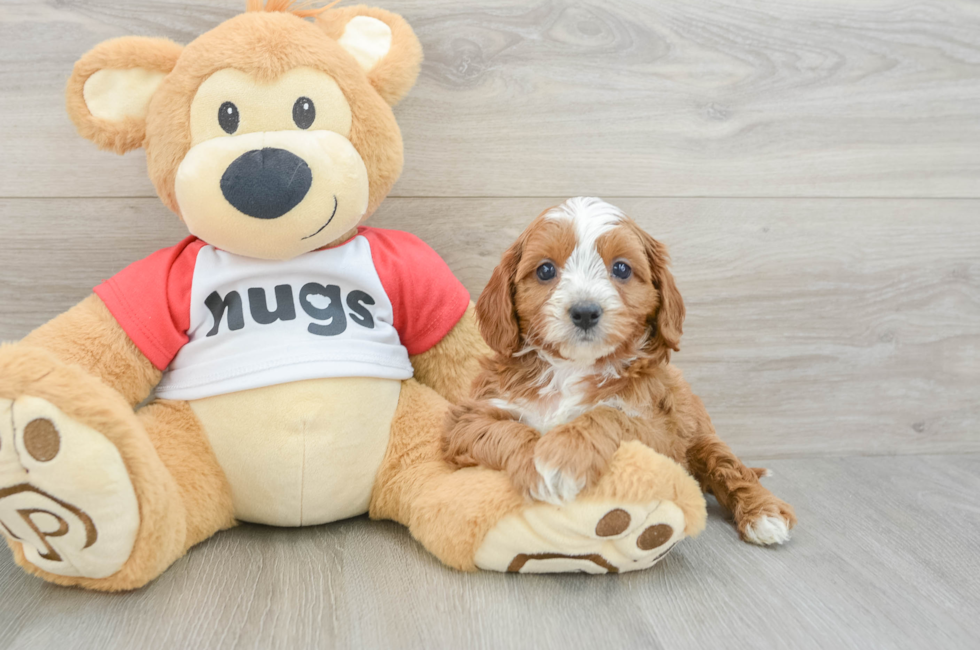 6 week old Cavapoo Puppy For Sale - Lone Star Pups