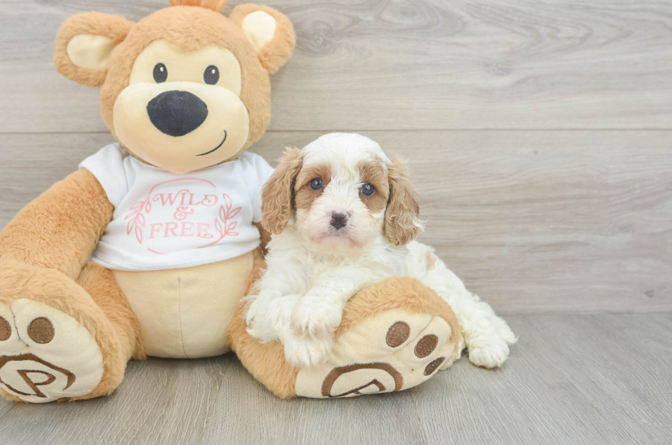6 week old Cavapoo Puppy For Sale - Lone Star Pups