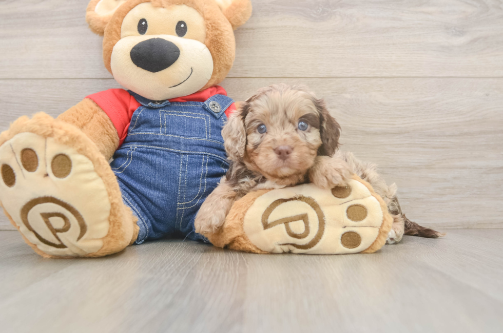 5 week old Cavapoo Puppy For Sale - Lone Star Pups