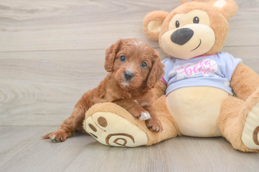 6 week old Cavapoo Puppy For Sale - Lone Star Pups