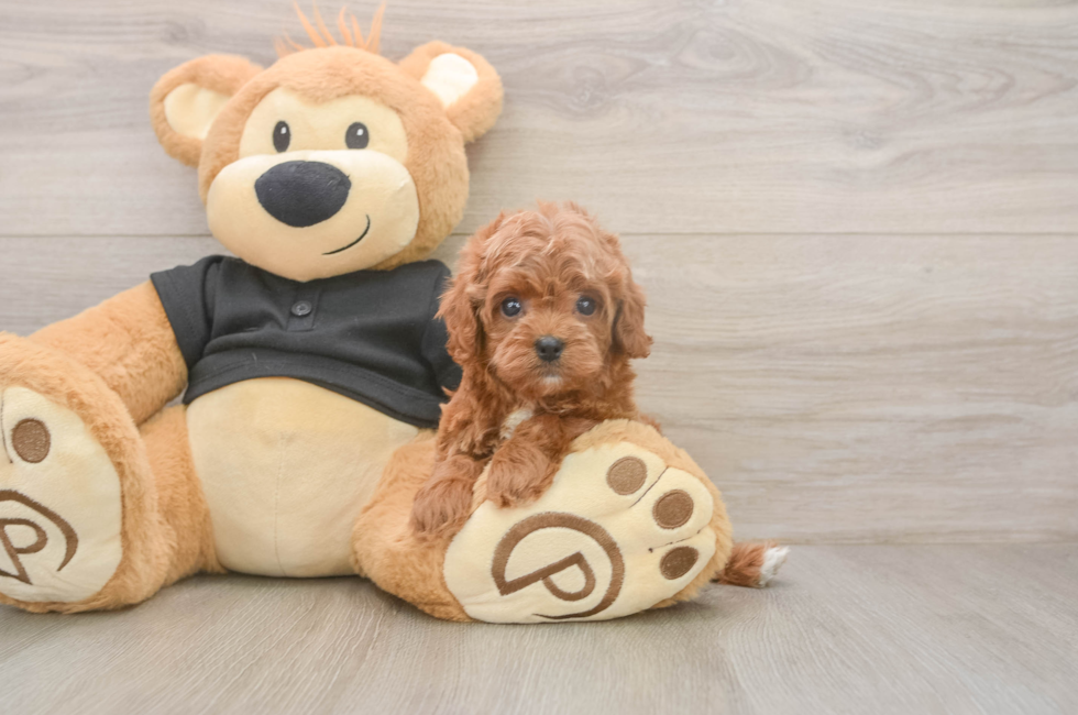 5 week old Cavapoo Puppy For Sale - Lone Star Pups