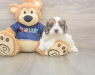 8 week old Cavapoo Puppy For Sale - Lone Star Pups