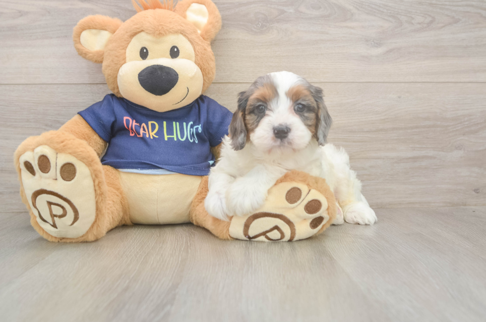 6 week old Cavapoo Puppy For Sale - Lone Star Pups