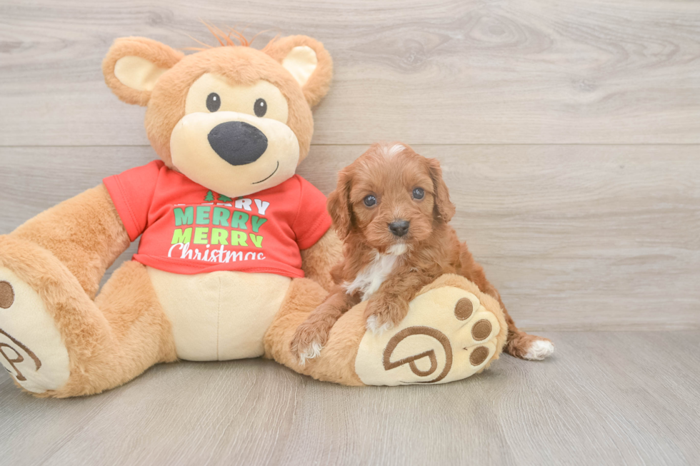 Adorable Cavalier King Charles Spaniel and Poodle Mix Poodle Mix Puppy