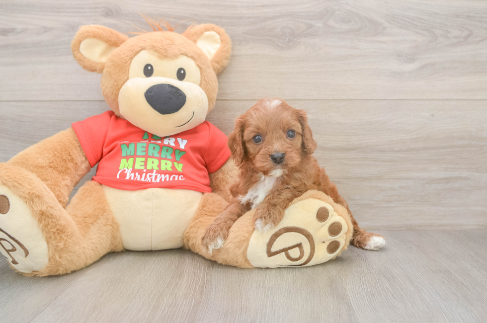 5 week old Cavapoo Puppy For Sale - Lone Star Pups