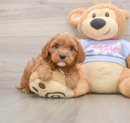 7 week old Cavapoo Puppy For Sale - Lone Star Pups