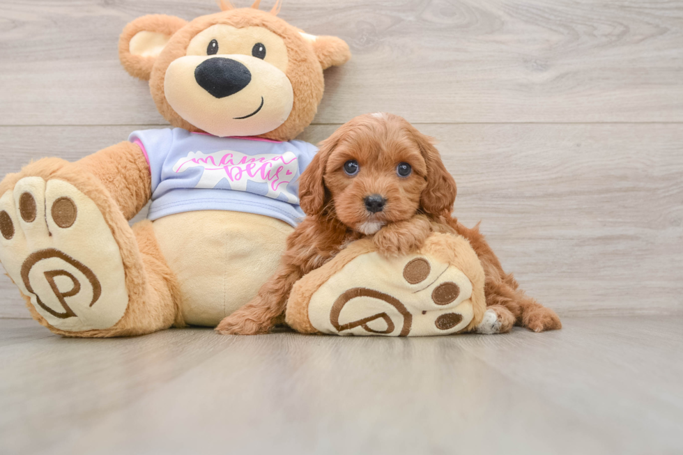 Petite Cavapoo Poodle Mix Pup