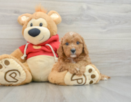 10 week old Cavapoo Puppy For Sale - Lone Star Pups