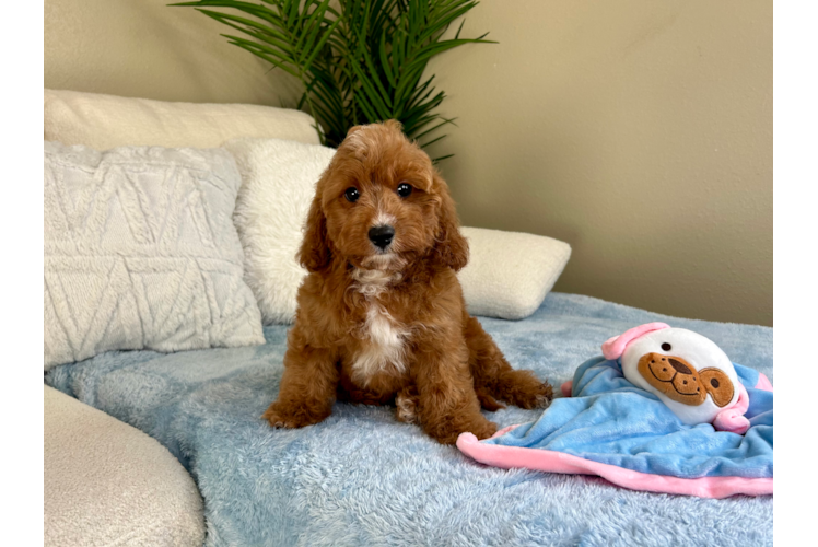 Cavapoo Pup Being Cute