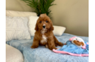 Cavapoo Pup Being Cute